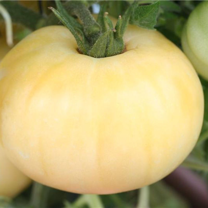La Tomate Blanche