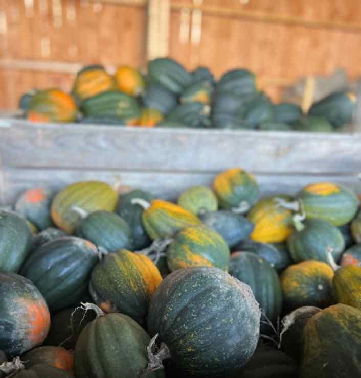 Courges Cornu d’Hiver
