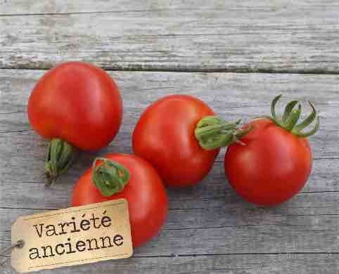 Tomate gloire de versailles