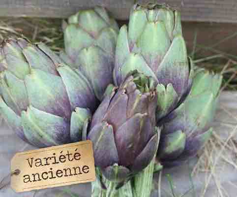 Violet de provence