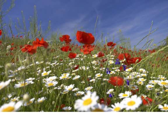 Que faire au jardin en juin ? 