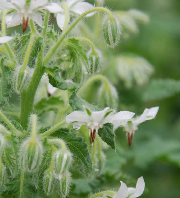 Bourrache blanche