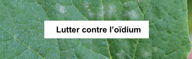 Lutter contre l'oïdium