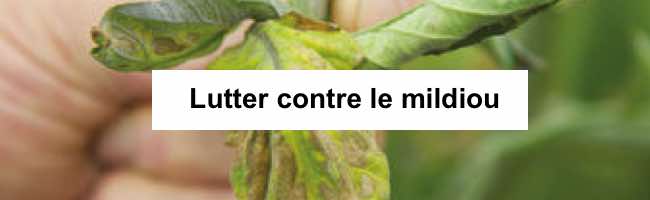 Lutter contre le mildiou