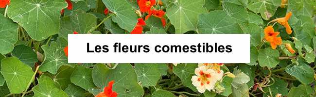 Découvrir les fleurs comestibles