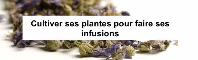 Cultiver ses plantes pour faire ses infusions