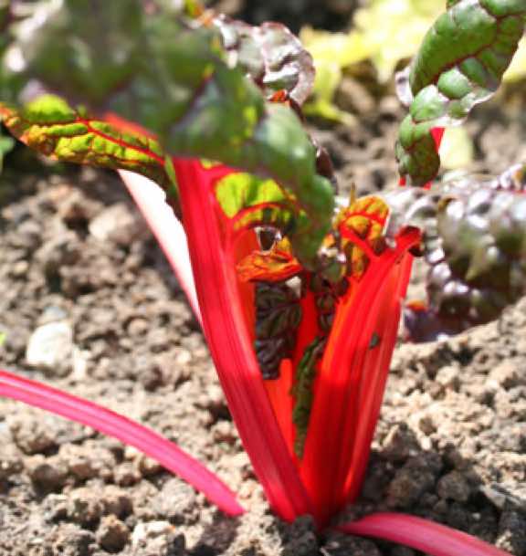 Vrac de poirée rhubarb chard à carde rouge