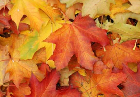 Que faire au jardin en octobre ? 