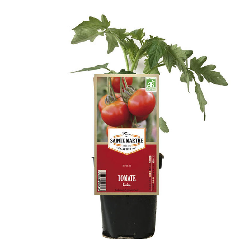 Tomate Cerise Plant Ab Ferme De Sainte Marthe