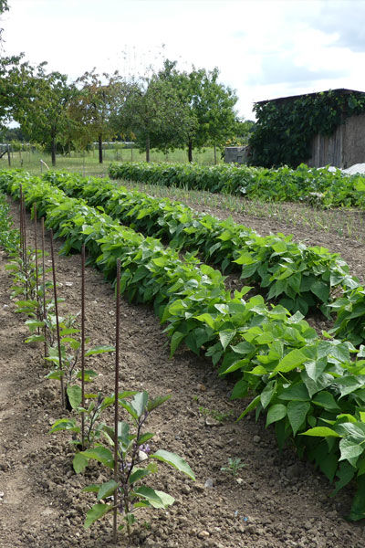 Quelles variétés pour mon potager