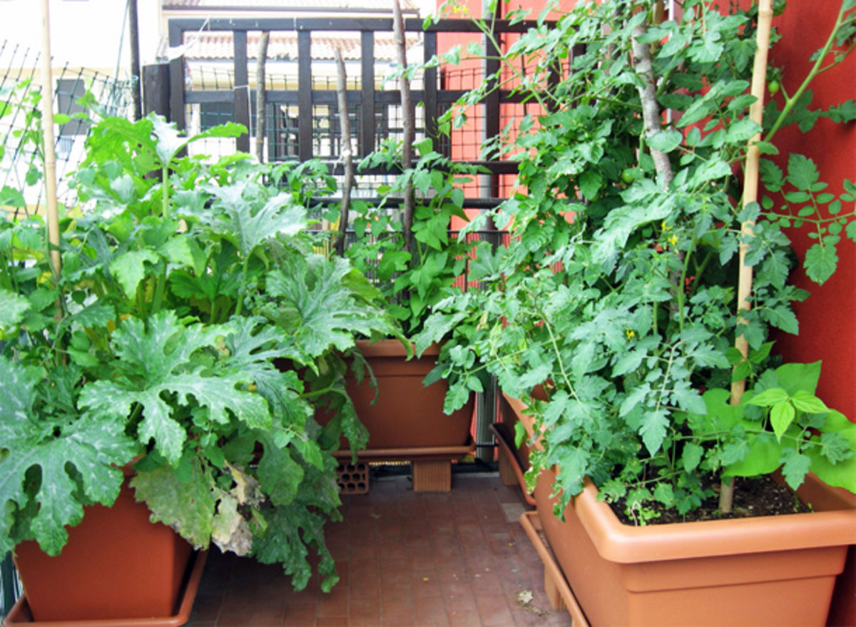 Choix des plantes pour le jardinage en contenants
