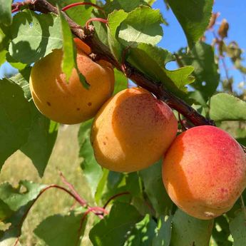 ABRICOTIER PRECOCE DE SAUMUR AB