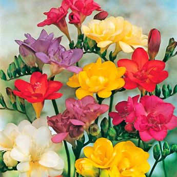 FREESIA DOUBLES VARIES