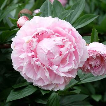 PIVOINE SARAH BERNHARDT