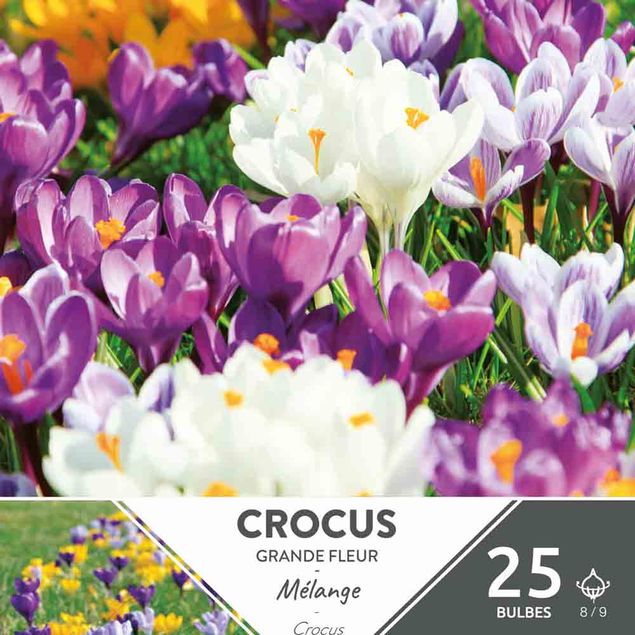 CROCUS A GRANDE FLEUR EN MELANGE x25