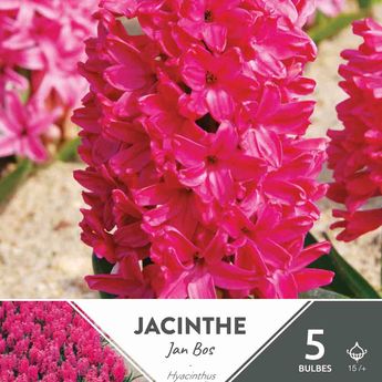 JACINTHE JAN BOS