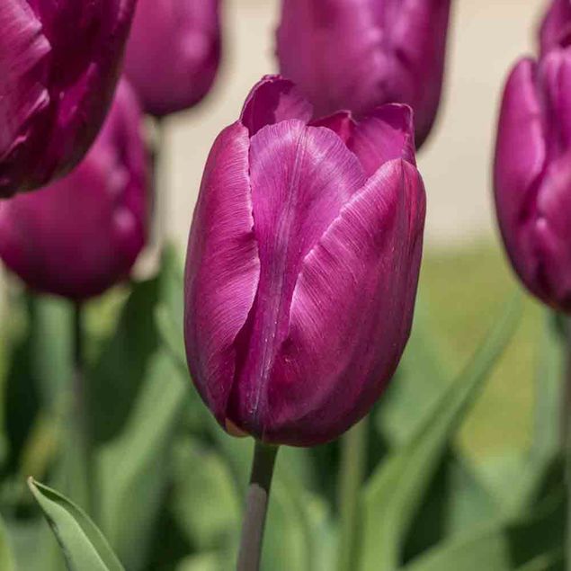 TULIPE SIMPLE HATIVE PURPLE PRINCE AB