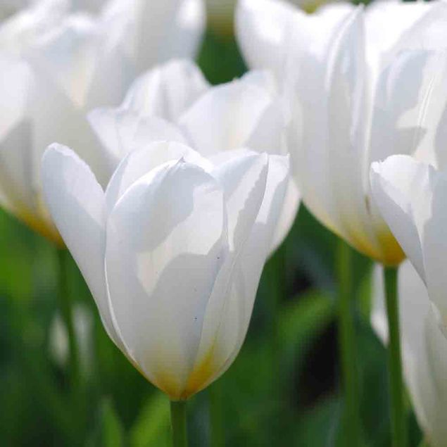 TULIPE BOTANIQUE FOSTERIANA PURISSIMA