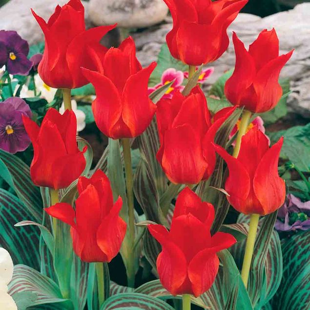 TULIPE BOTANIQUE GREIGII CHAPERON ROUGE