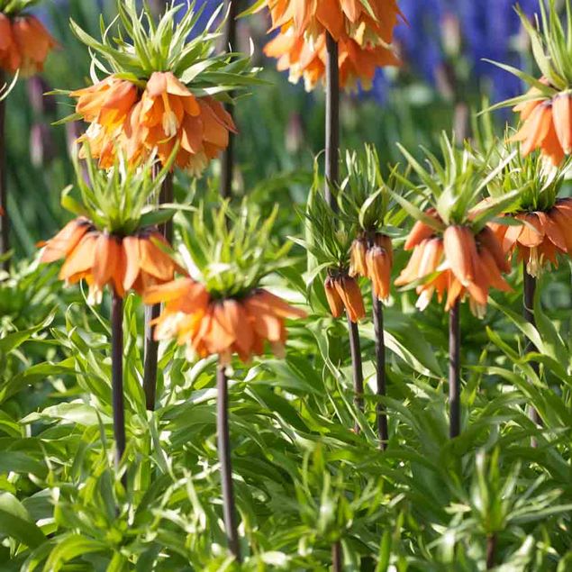 FRITILLAIRES IMPERIALE RUBRA