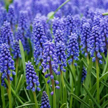 MUSCARI ARMENIACUM 