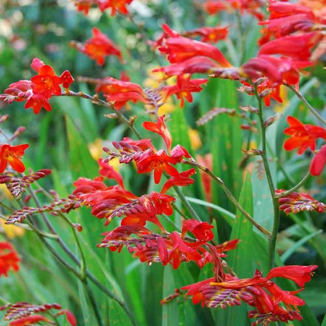 CROCOSMIAS LUCIFER