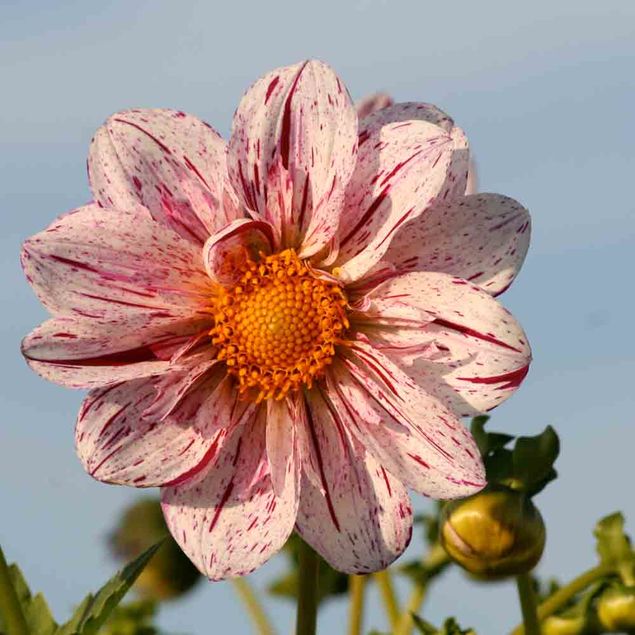 DAHLIA  DÉCORATIF GÉANT ICARE