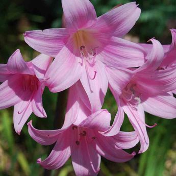 AMARYLLIS BELLA DONNA