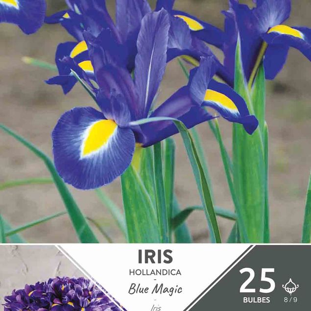 IRIS DE HOLLANDE BLUE MAGIC