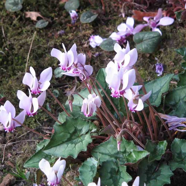 CYCLAMENS DE NAPLES