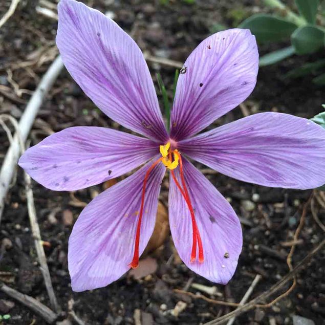 CROCUS SATIVUS - BULBE A SAFRAN AB - BULBES