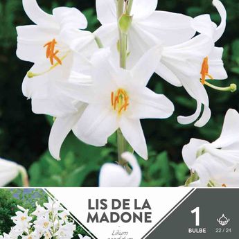 LIS DE LA MADONE OU CANDIDUM