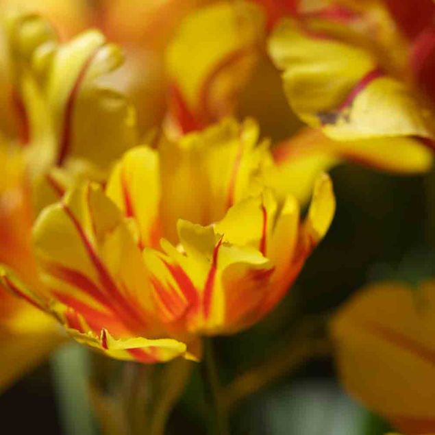 TULIPE DOUBLE HATIVE MONSELLA