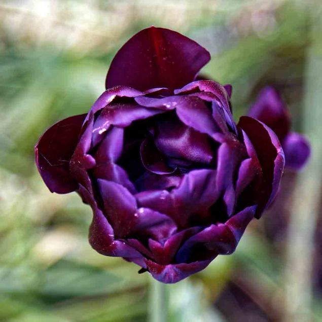 TULIPE DOUBLE TARDIVE BLACK HERO - EXTRA