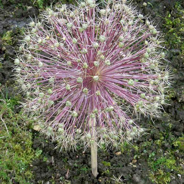 ALLIUM CHRISTOPHII