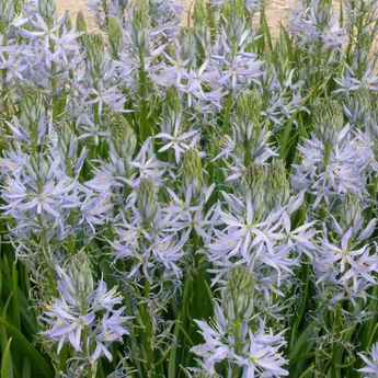 CAMASSIA LEICHTLINII