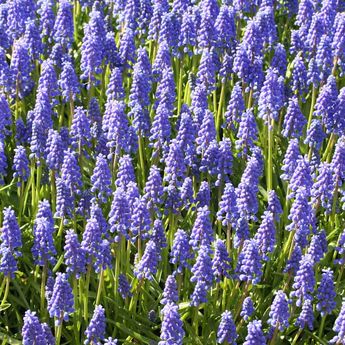 MUSCARI ARMENIACUM AB