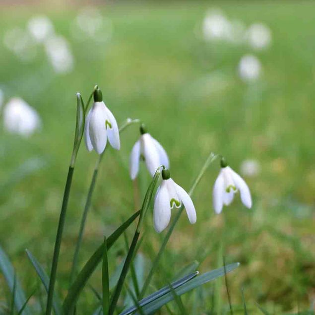 GALANTHUS ELWESII (PERCE NEIGE) 