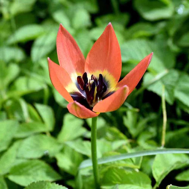 TULIPE BOTANIQUE  LITTLE PRINCESS