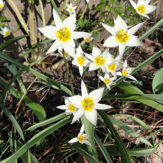 TULIPE BOTANIQUE TURKESTANICA