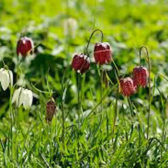 FRITILLAIRE MELEAGRIS EN MELANGE