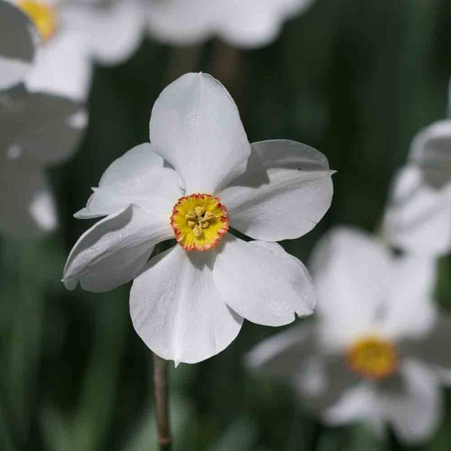 NARCISSES POETICUS ACTAEA