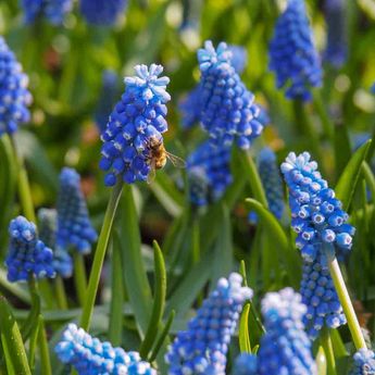 BELLEVALIA PYCNANTHA (MUSCARI PARADOXUM)