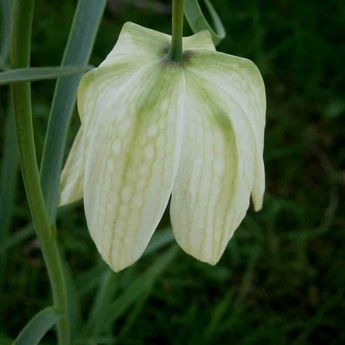 FRITILLAIRE MELEAGRIS ALBA