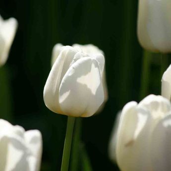 TULIPE TRIOMPHE ANTARTICA