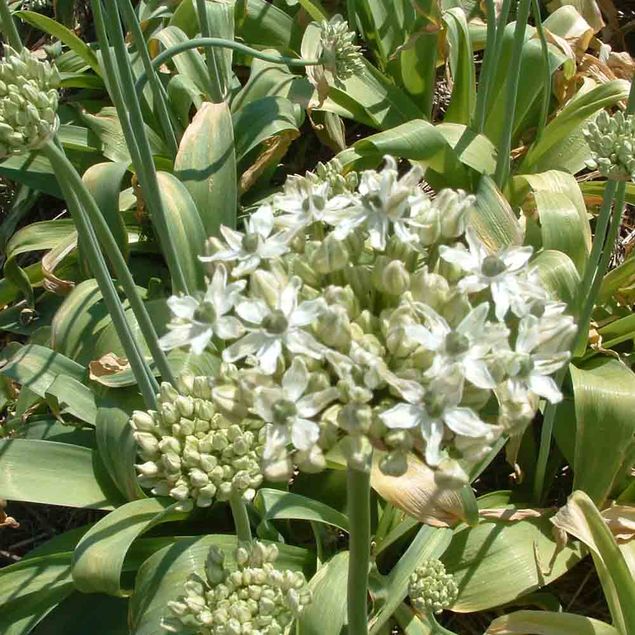 ALLIUM NIGRUM