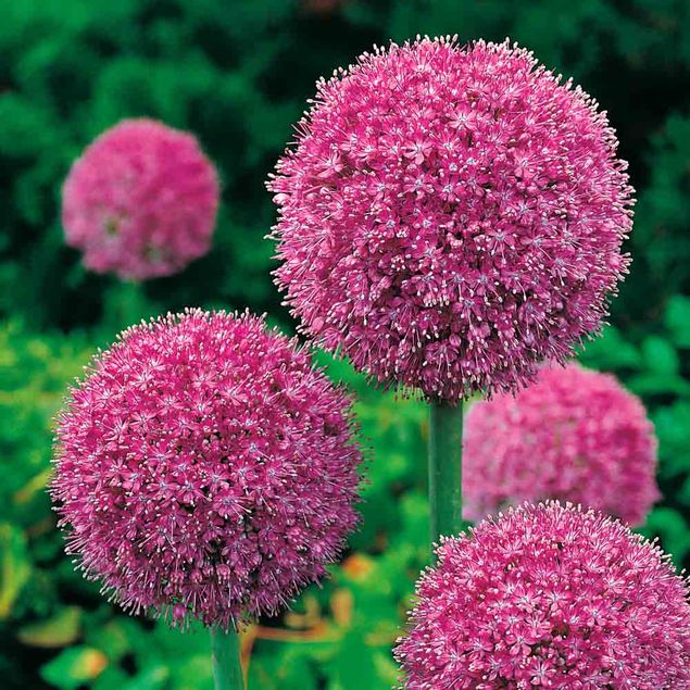 ALLIUM GIGANTEUM