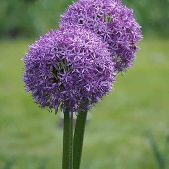 ALLIUM GLADIATOR