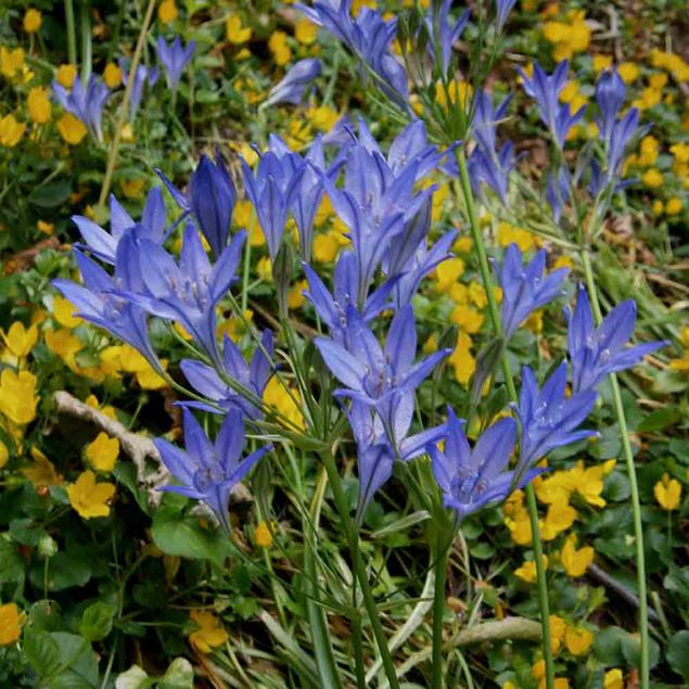 BRODIAEA TRITELEIA REINE FABIOLA