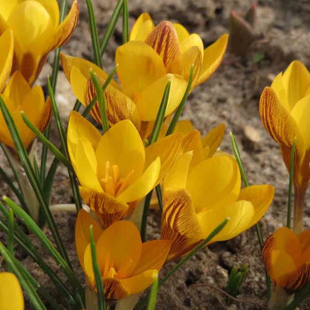 CROCUS CHRYSANTHUS DOROTHY